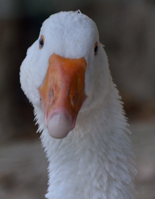 Che sguardo affascinante