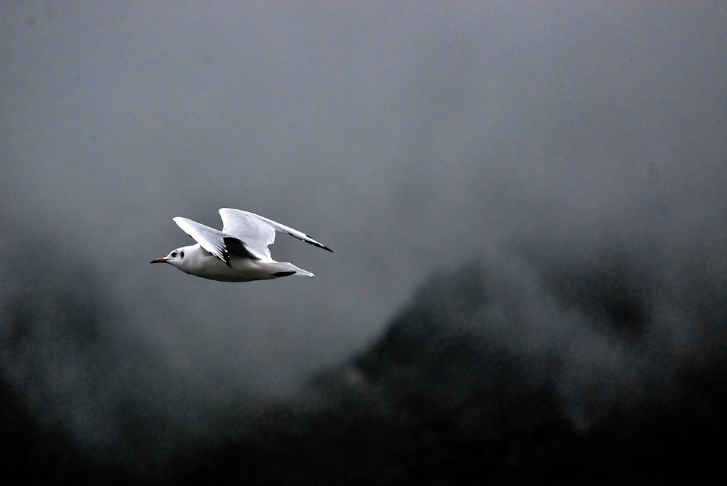 Volando nella pioggia