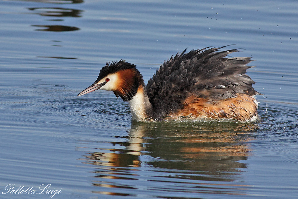 Svasso maggiore (Podiceps cristatus)