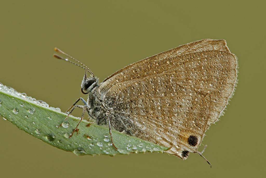 Lampides Boeticus ( + allegato...)