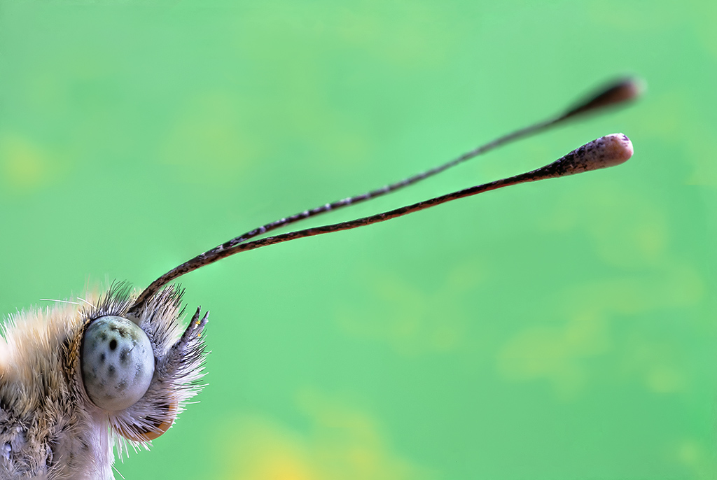 Pontia edusa R.R. 3:1