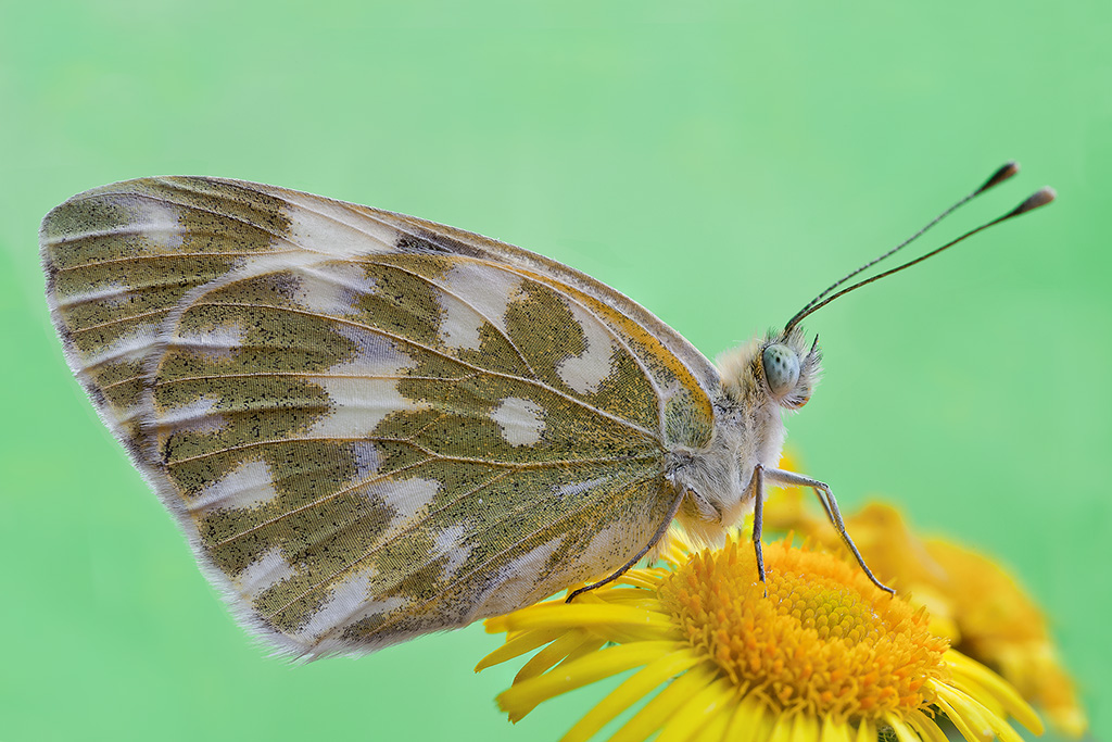 Pontia edusa R.R. 1:1  con MP-E65mm