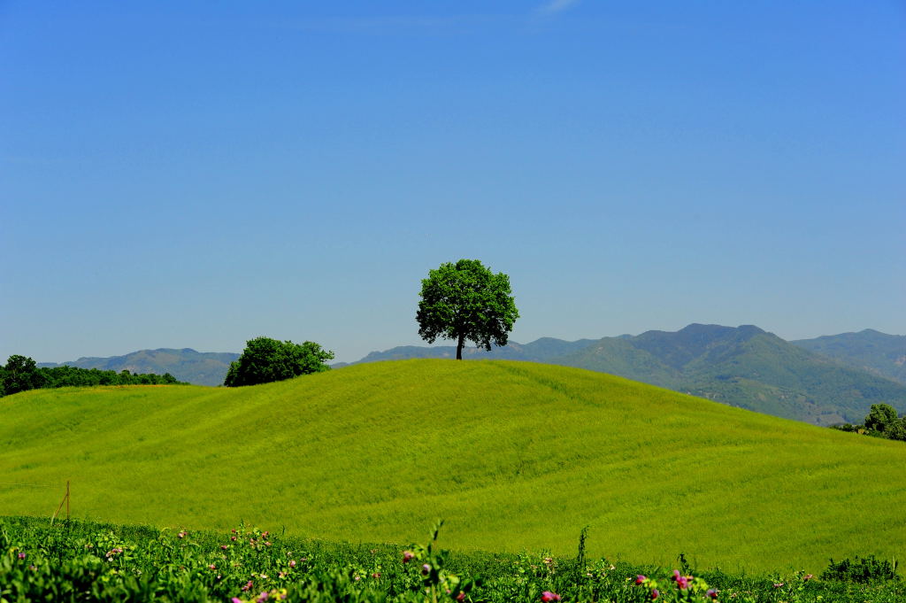un simbolo del Mugello   . Toscana