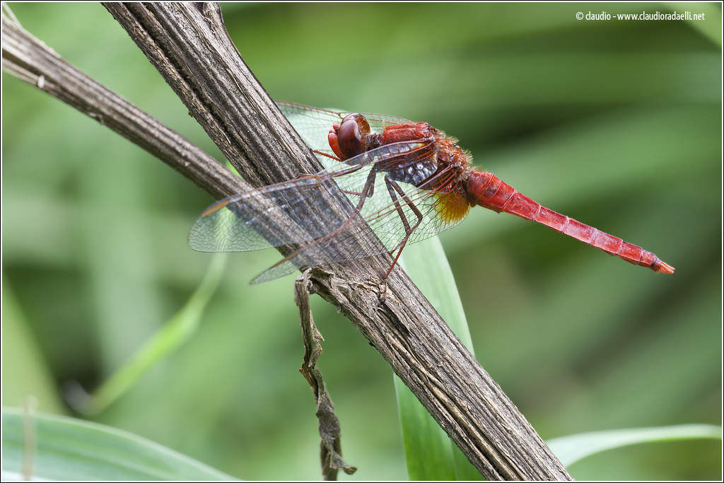 libellula rouge