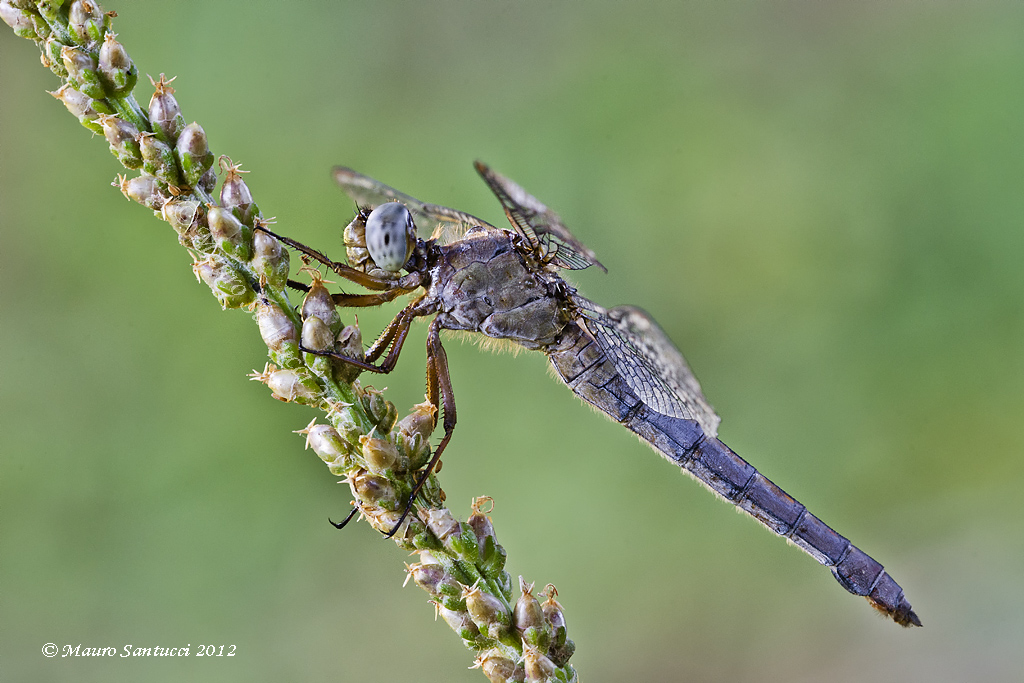 Orthetrum coerulescens_2