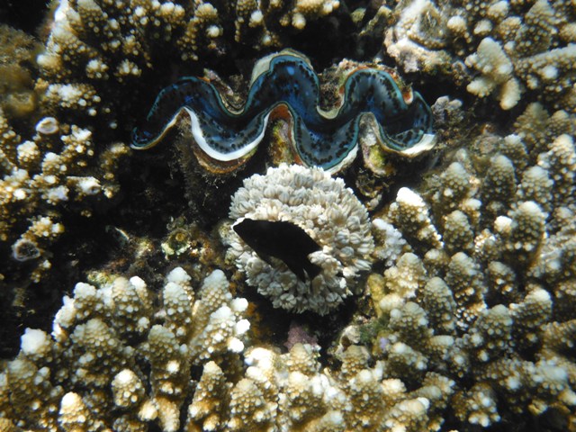 snorkeling a Berenice