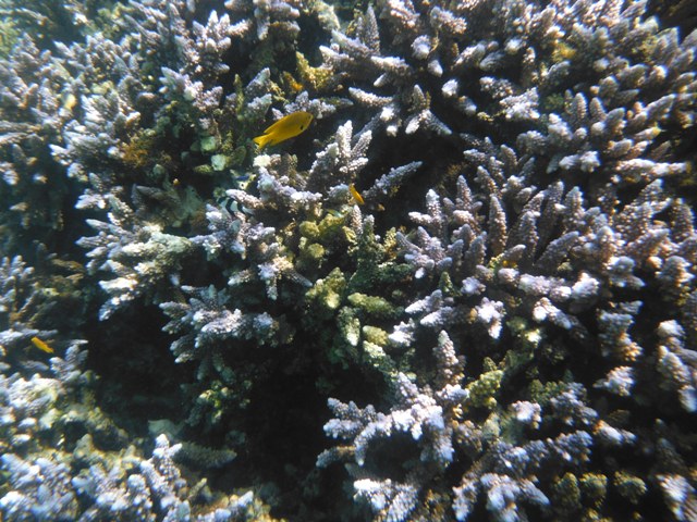 snorkeling a Berenice