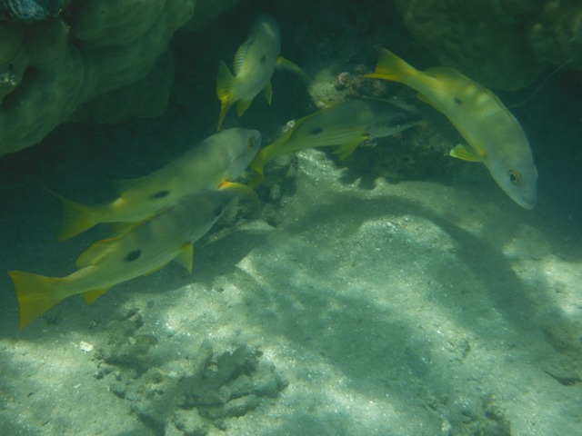 snorkeling a Berenice