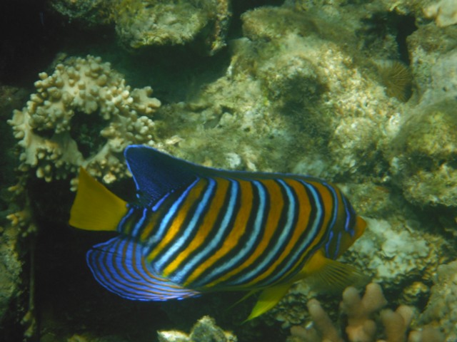 snorkeling a Berenice
