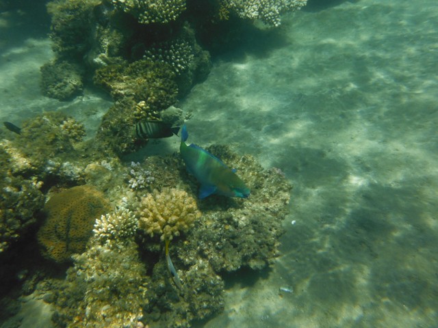 snorkeling a Berenice