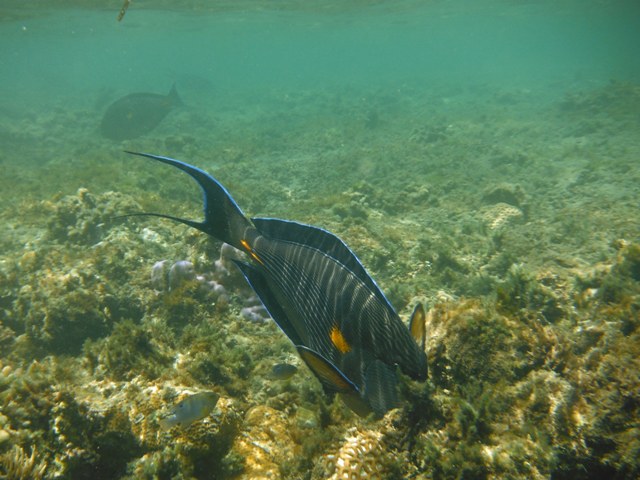 snorkeling a Berenice