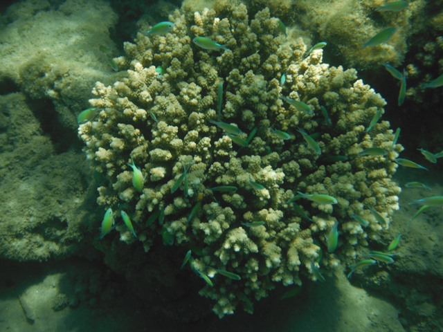 snorkeling a Berenice