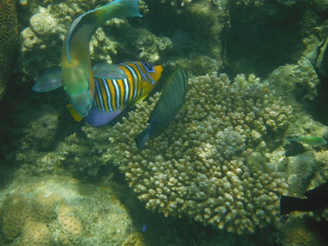 snorkeling a Berenice