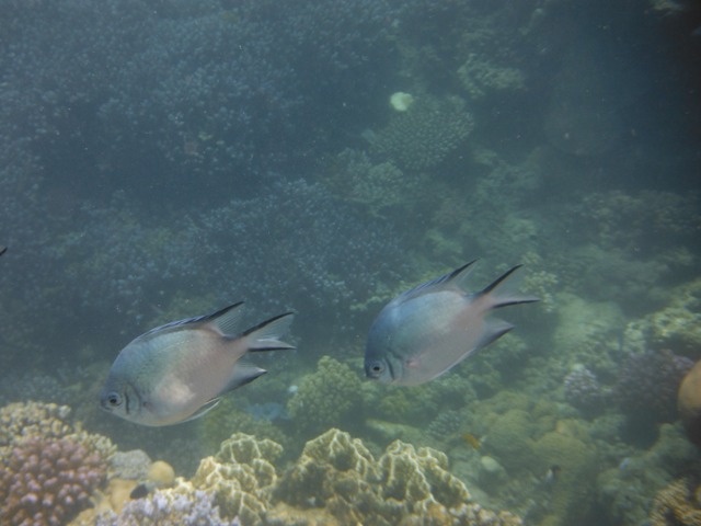 snorkeling a Berenice