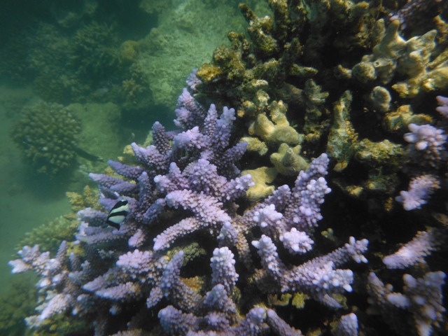 snorkeling a Berenice