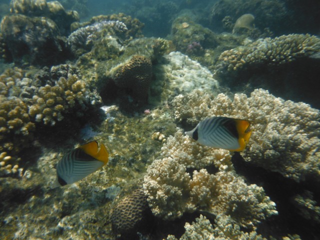 snorkeling a Berenice