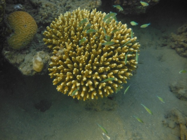 snorkeling a Berenice