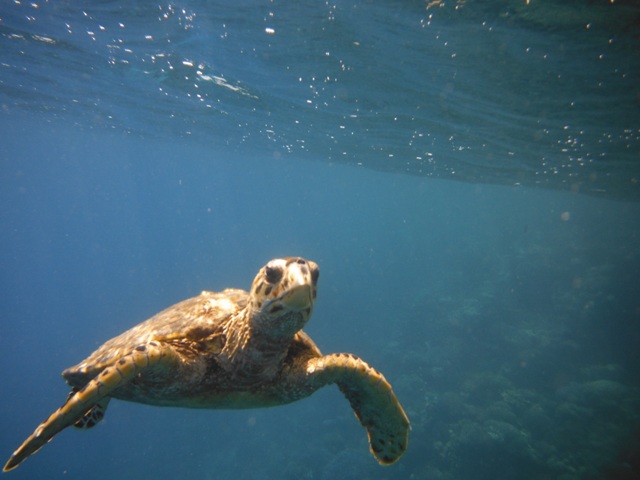 snorkeling a Berenice