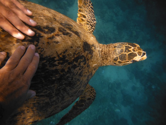snorkeling a Berenice