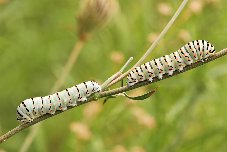 Prendi due, paghi uno