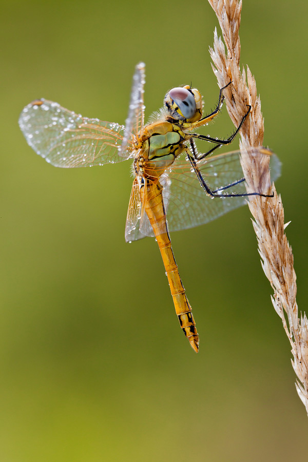 Sympetrum fonscolombii (f)