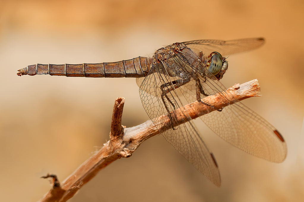 Orthetrum coerulescens