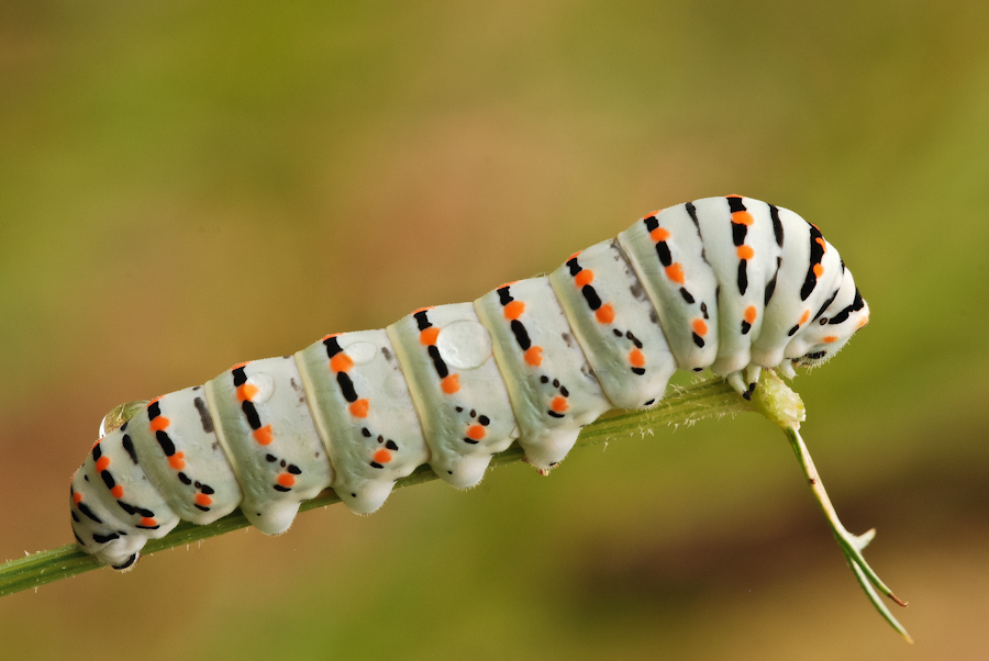 Il mio primo bruco di macaone
