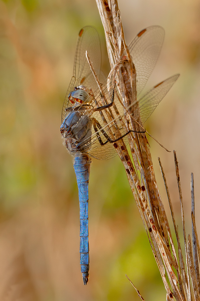 Orthetrum coerulescens