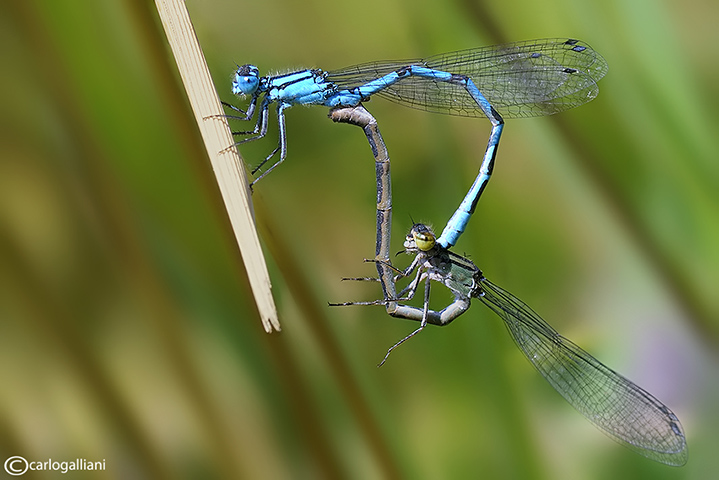 Mating