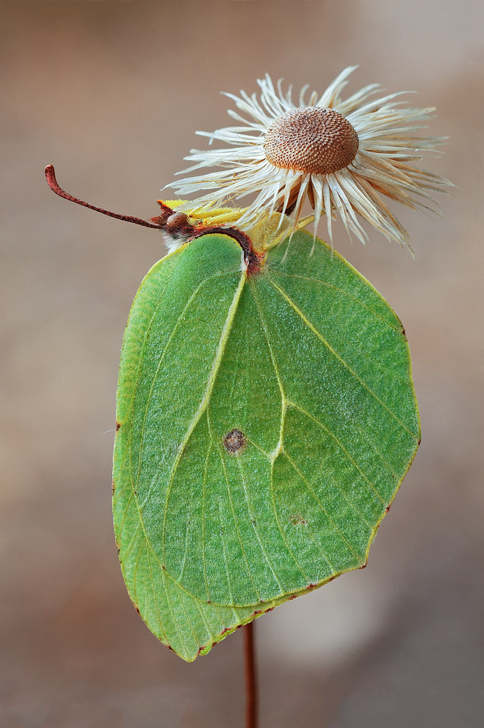 Gonepteryx cleopatra