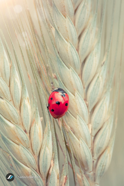 Ladybug