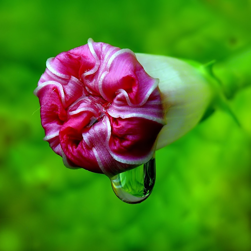 *** Infreddolito ***