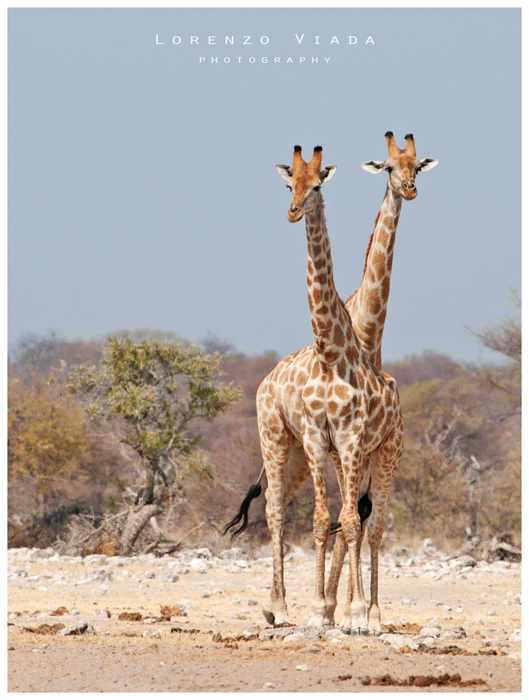 NMB|etosha