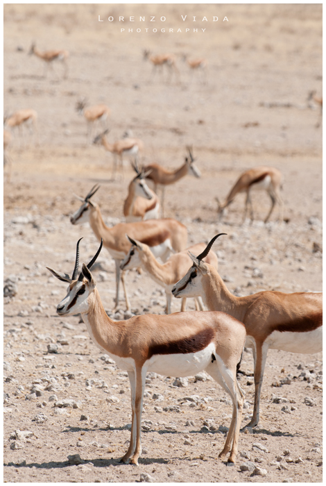 NMB|etosha 8