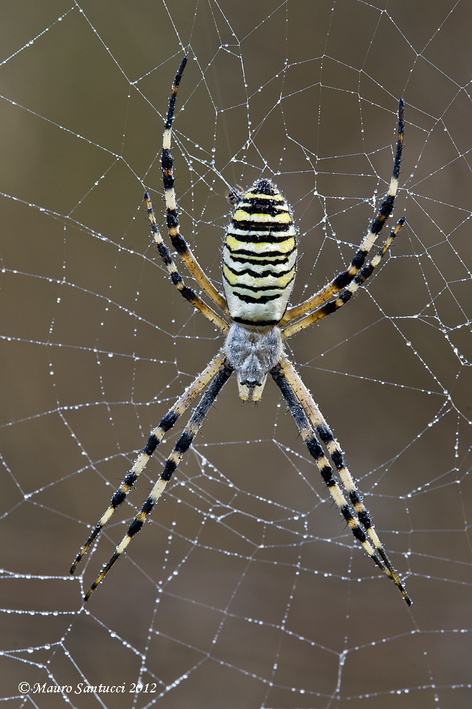 Argiope e rugiada