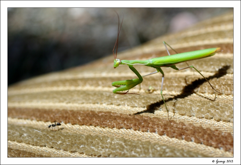tutti se la prendono con i pi� piccoli