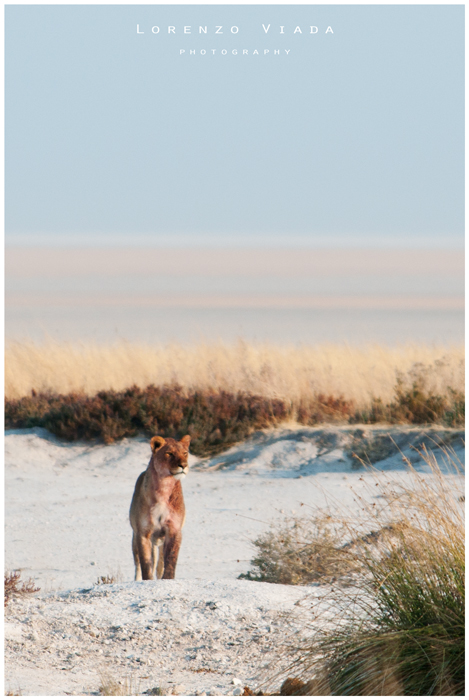 NMB|etosha - THE KING 4