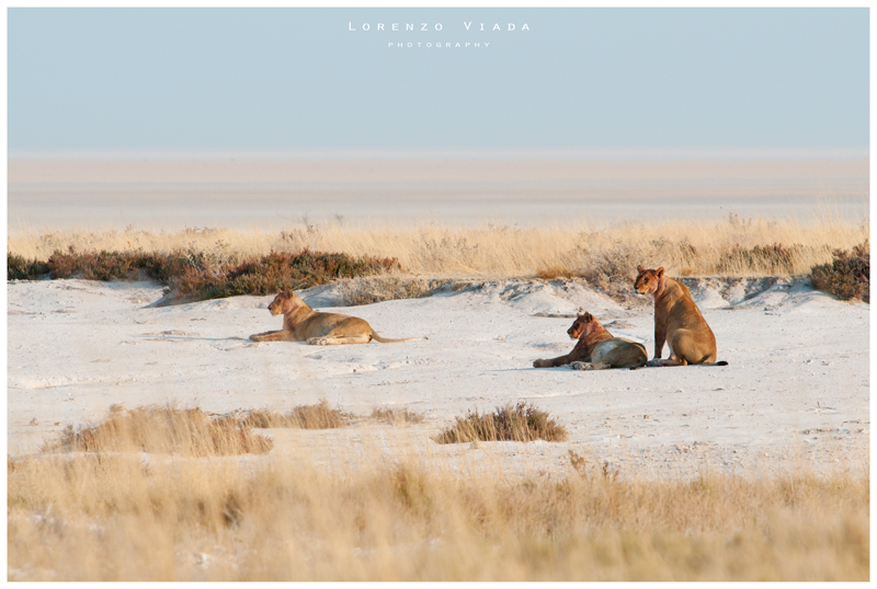 NMB|etosha - THE KING 5