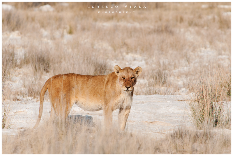NMB|etosha - THE KING 6