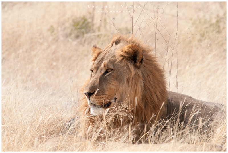 NMB|etosha - THE KING 8
