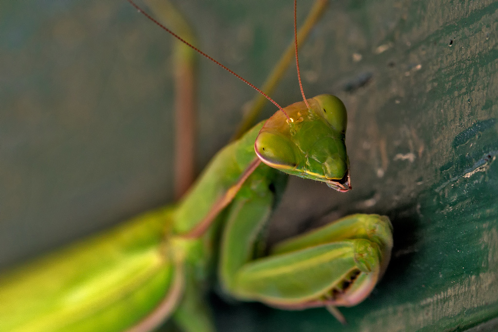 Mantide religiosa...in posa