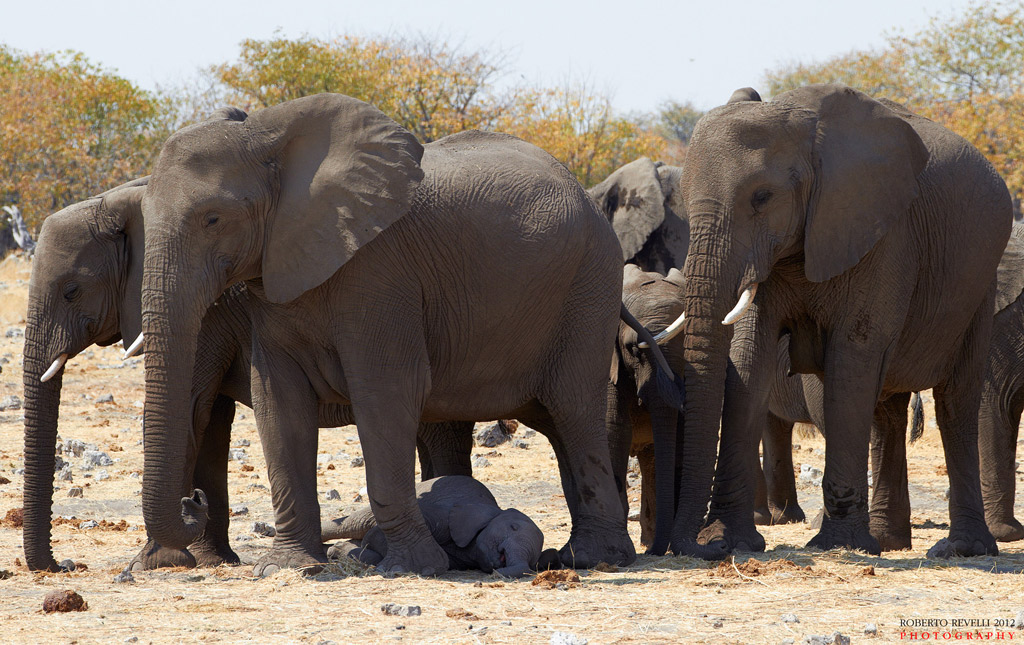 Riposino all'ombra - Namibia 2012