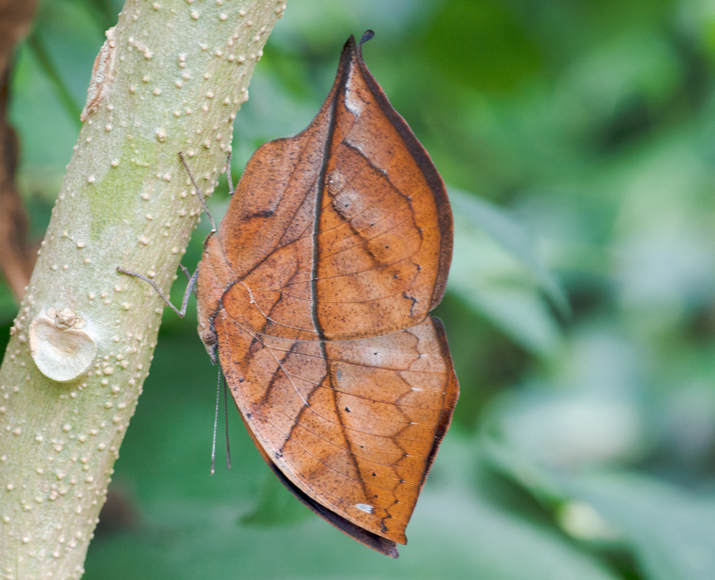 E' una foglia o una F......?