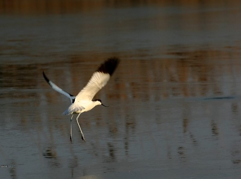 avocetta in volo (Valle Cannevi�)
