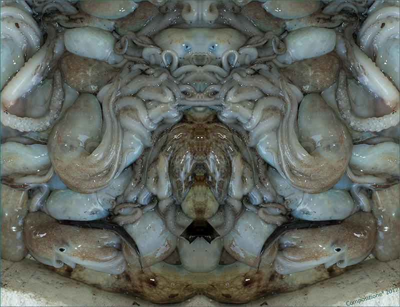 Composizione pescato � 2012