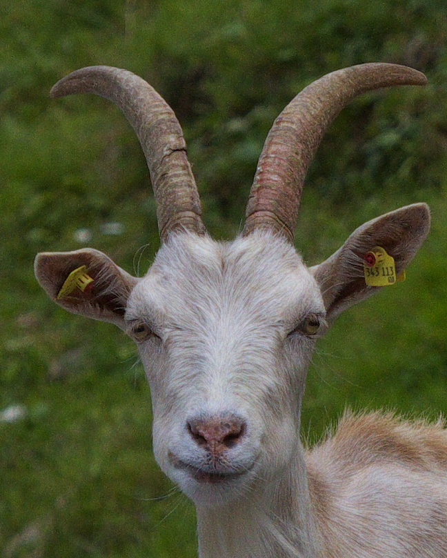 L'aliena e i suoi pensieri