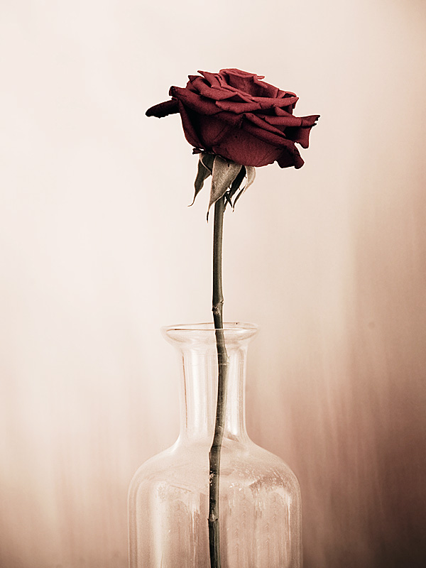 un gambo, qualche petalo....