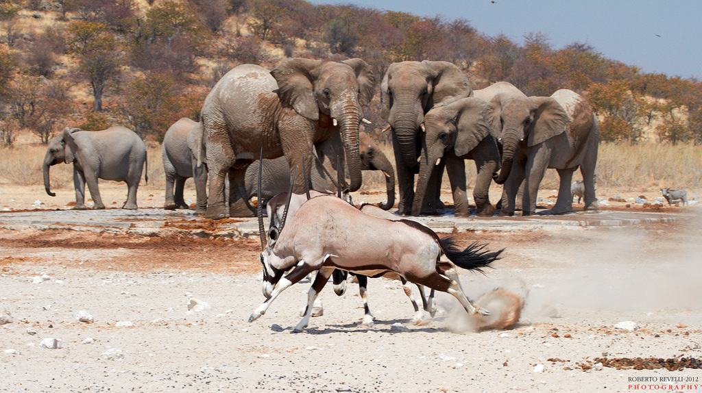 Orici che combattono .... elefanti che guardano