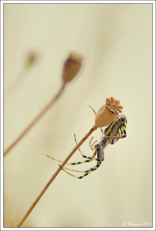 Uno, due, tre....ed il ragnetto adesso c'�!