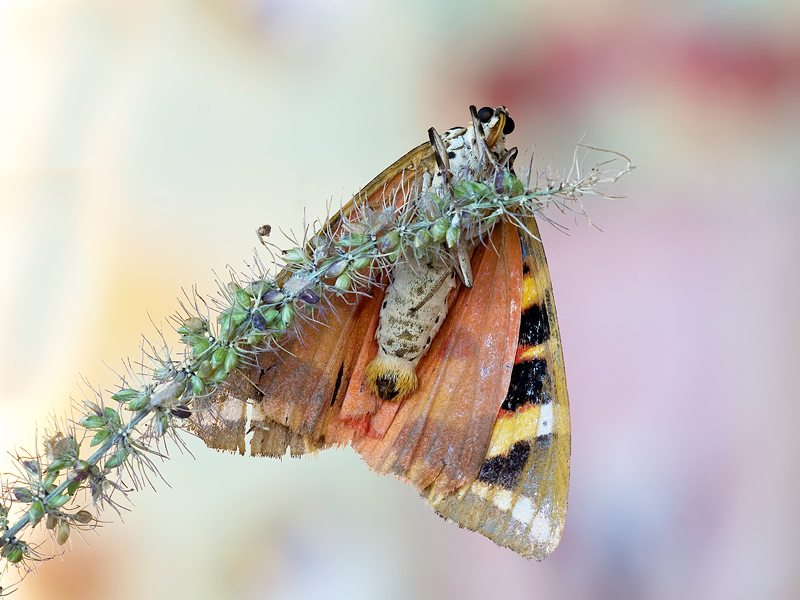 Euplagia quadripunctaria...da sotto..